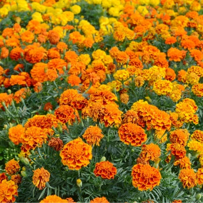 Aksamitník vzpřímený nízký Golden Age - Tagetes erecta nana - semena - 0,3 g