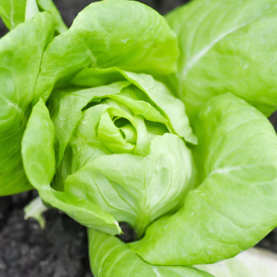 Salát hlávkový máslový Sylvesta - Lactuca sativa - semena - 0,1 g