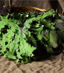 Kadeřávek Red Russian - Brassica oleracea - semena - 150 ks