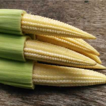 Kukuřice cukrová Minigold - Zea Mays - semena - 35 ks