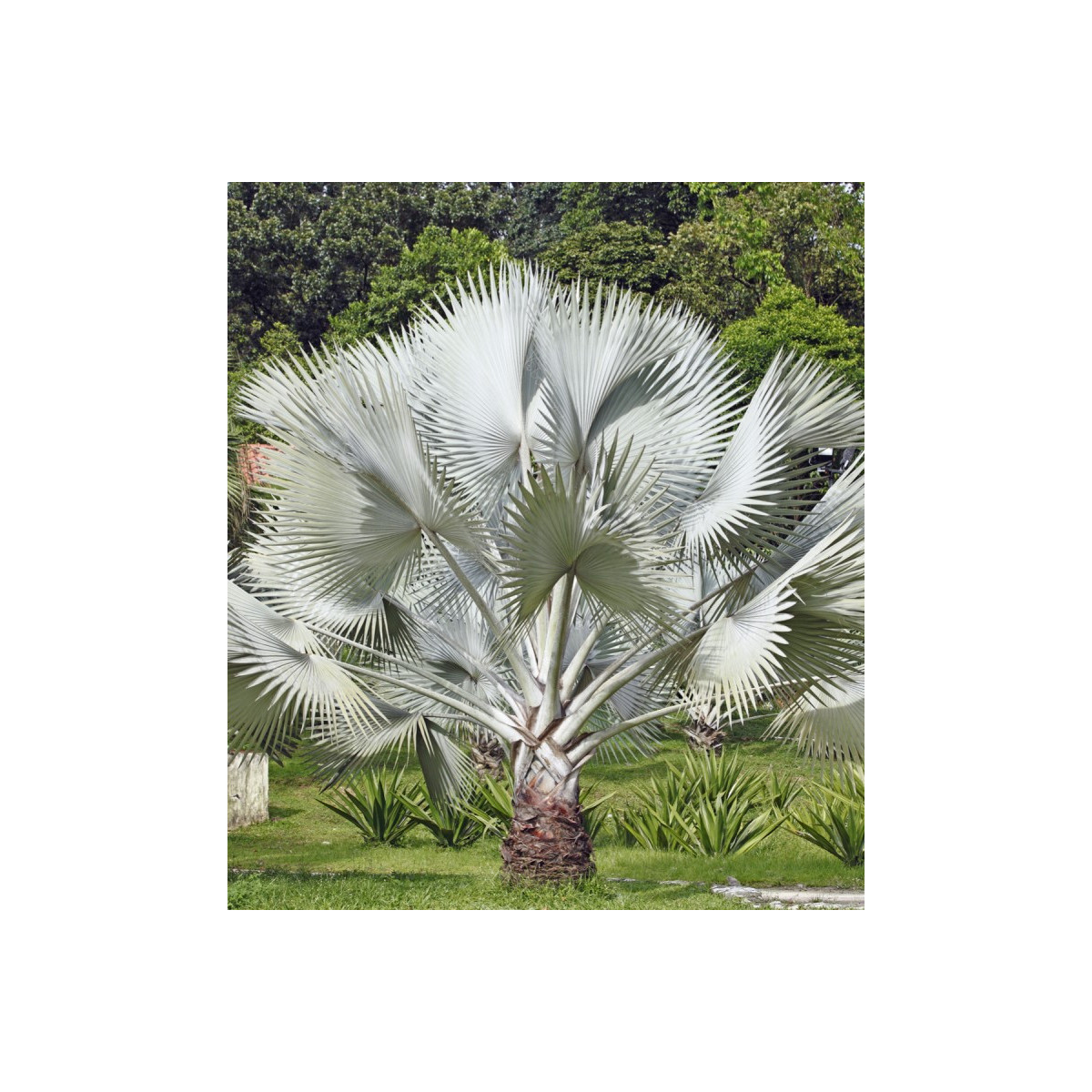 Palma stříbrná - Nannorrhops arabica - semena - 3 ks