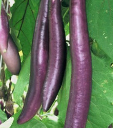 Lilek - Baklažán Fengyan - Solanum melongena - semena - 7 ks