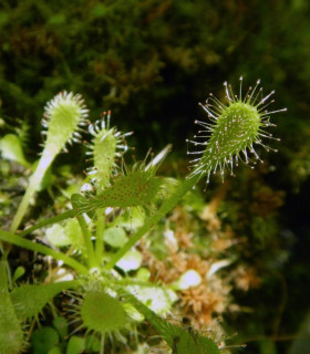 Rosnatka nidiformis - Drosera nidiformis - semena - 15 ks