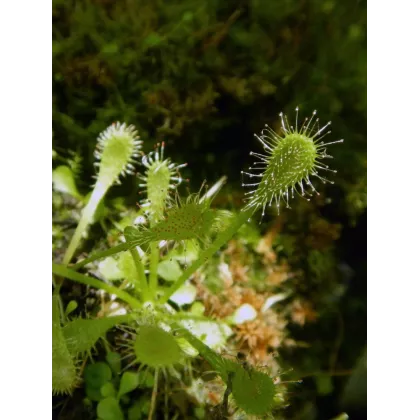 Rosnatka nidiformis - Drosera nidiformis - semena - 15 ks