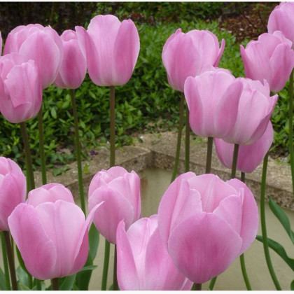 Tulipán Pink Diamond - Tulipa - cibuloviny - 3 ks