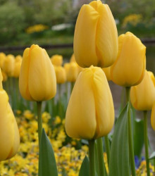 Tulipán Golden Parade - Tulipa - cibuloviny - 3 ks