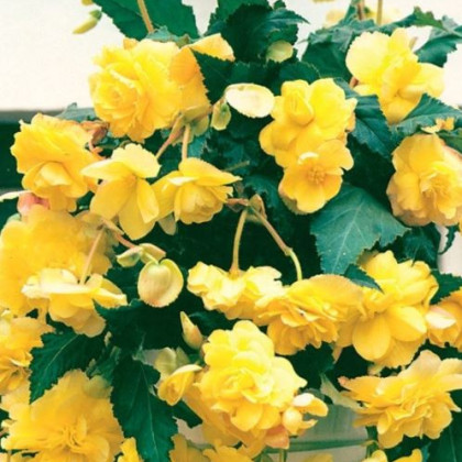 Begonie Cascade žlutá - Begonia cascade - cibuloviny - 2 ks