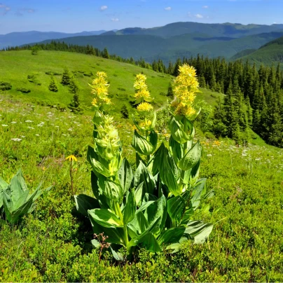 Hořec žlutý - Gentiana lutea - semena - 8 ks