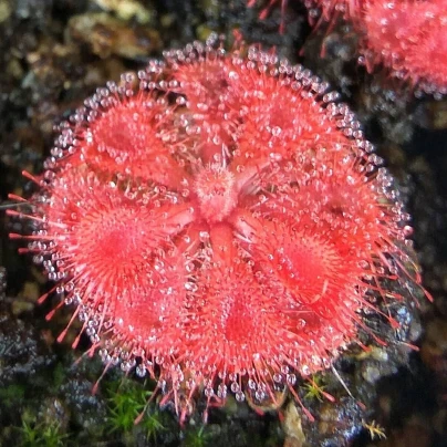 Rosnatka Humpty Doo - Drosera burmanii - semena - 15 ks