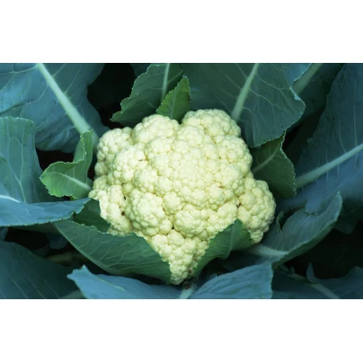 Květák pozdní Romanesco - Brassica oleracea botrytis - semena - 20 ks