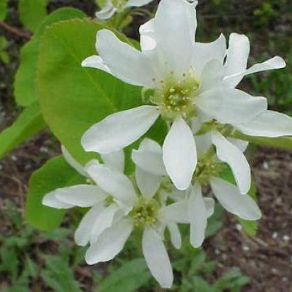 Muchovník olšolistý - Amelanchier alnifolia - semena - 7 ks