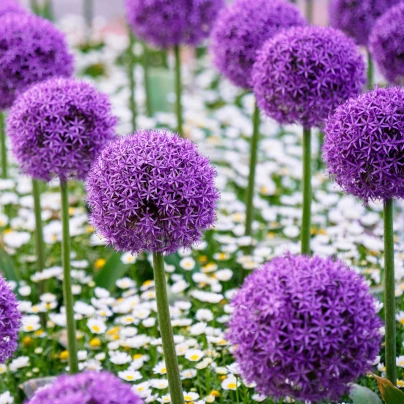 Okrasný česnek Gladiator - Allium giganteum - cibuloviny - 1 ks