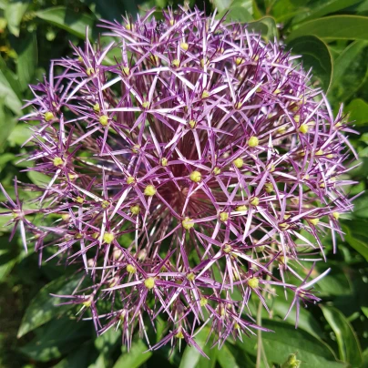 Česnek Christophii - Allium christophii - cibuloviny - 2 ks