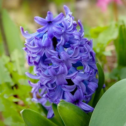 Hyacint Crystal Palace - Hyacinthus - cibuloviny - 1 ks