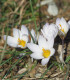 Krokus Miss Vain - Crocus Biflorus - cibuloviny - 3 ks