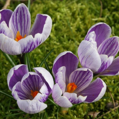 Krokus Pickwick - Crocus - cibuloviny - 3 ks