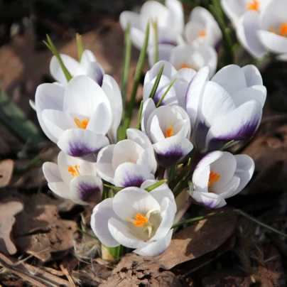 Krokus Prins Claus - Crocus - cibuloviny - 3 ks