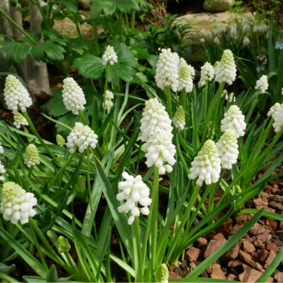 Modřenec White magic - Muscari aucheri - cibuloviny - 5 ks