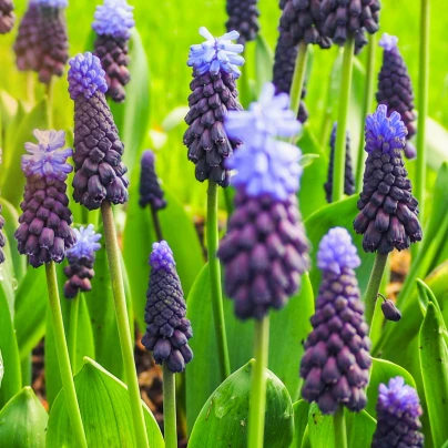 Modřenec širokolistý - Muscari latifolium - cibuloviny - 5 ks