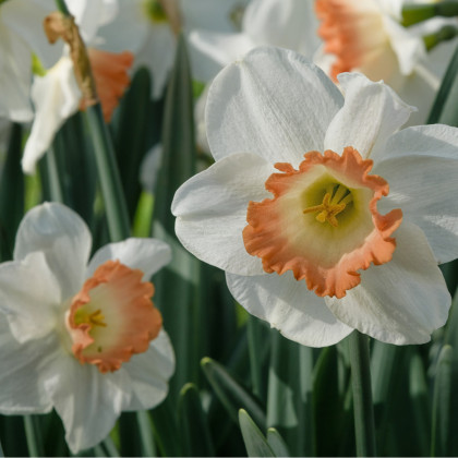 Narcis Pink Charm - Narcissus - cibuloviny - 3 ks