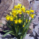 Narcis Tete a Tete - Narcissus L. - cibuloviny - 3 ks