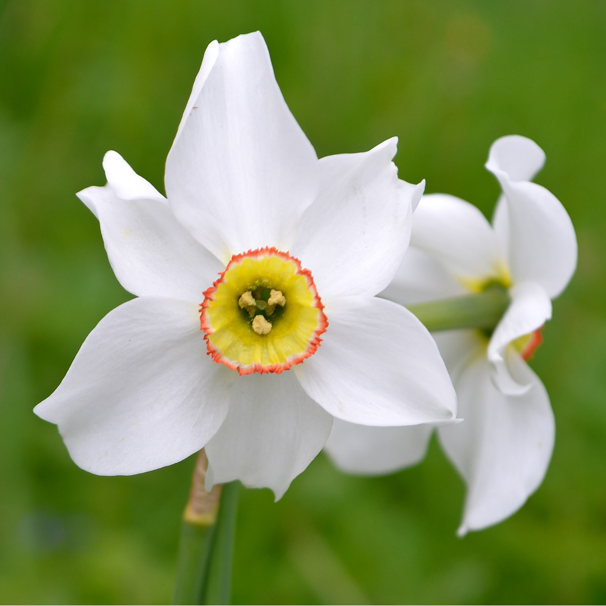 Narcis poeticus recurvus Pheasant eye - Narcissus - cibuloviny - 3 ks