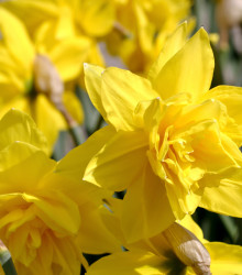 Narcis Golden Ducat - Narcissus - cibuloviny - 3 ks