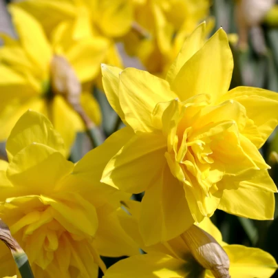 Narcis Golden Ducat - Narcissus - cibuloviny - 3 ks