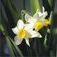 Narcis Canaliculatus - Narcissus - cibuloviny - 3 ks