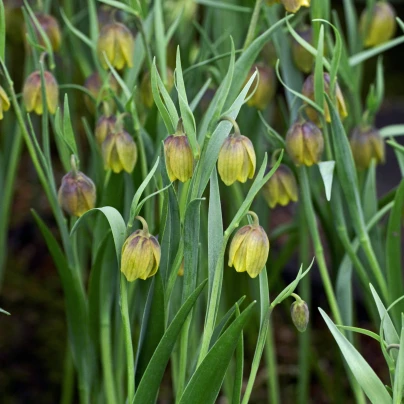 Řebčík Uva vulpis - Fritillaria - cibuloviny - 5 ks