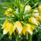 Řebčík královský Lutea - Fritillaria Imperialis Lutea Maxima - cibuloviny - 1 ks