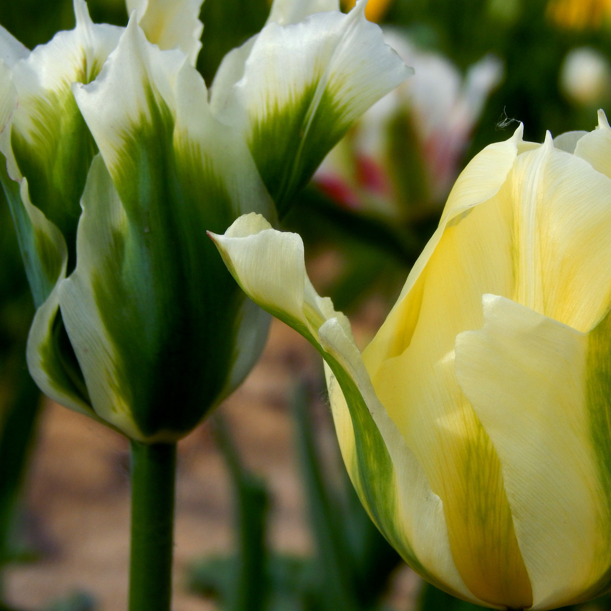 Tulipán Spring green - Tulipa - cibuloviny - 3 ks