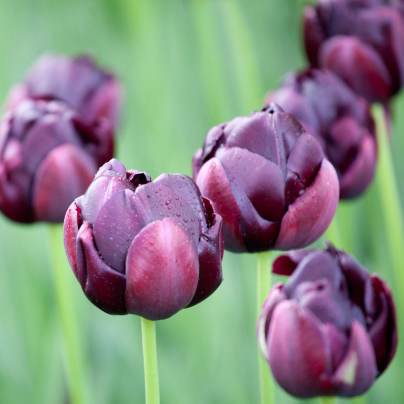 Tulipán Black Hero - Tulipa - cibuloviny - 3 ks
