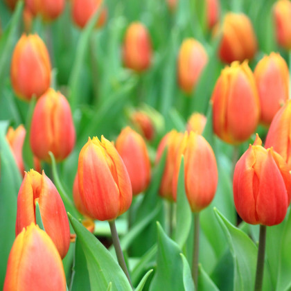 Tulipán Darwiorange - Tulipa - cibuloviny - 3 ks
