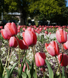 Tulipán Queenstown - Tulipa - cibuloviny - 3 ks