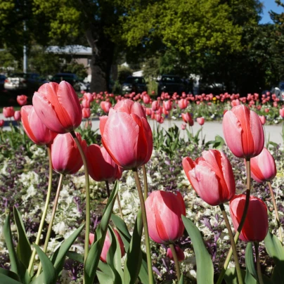 Tulipán Queenstown - Tulipa - cibuloviny - 3 ks