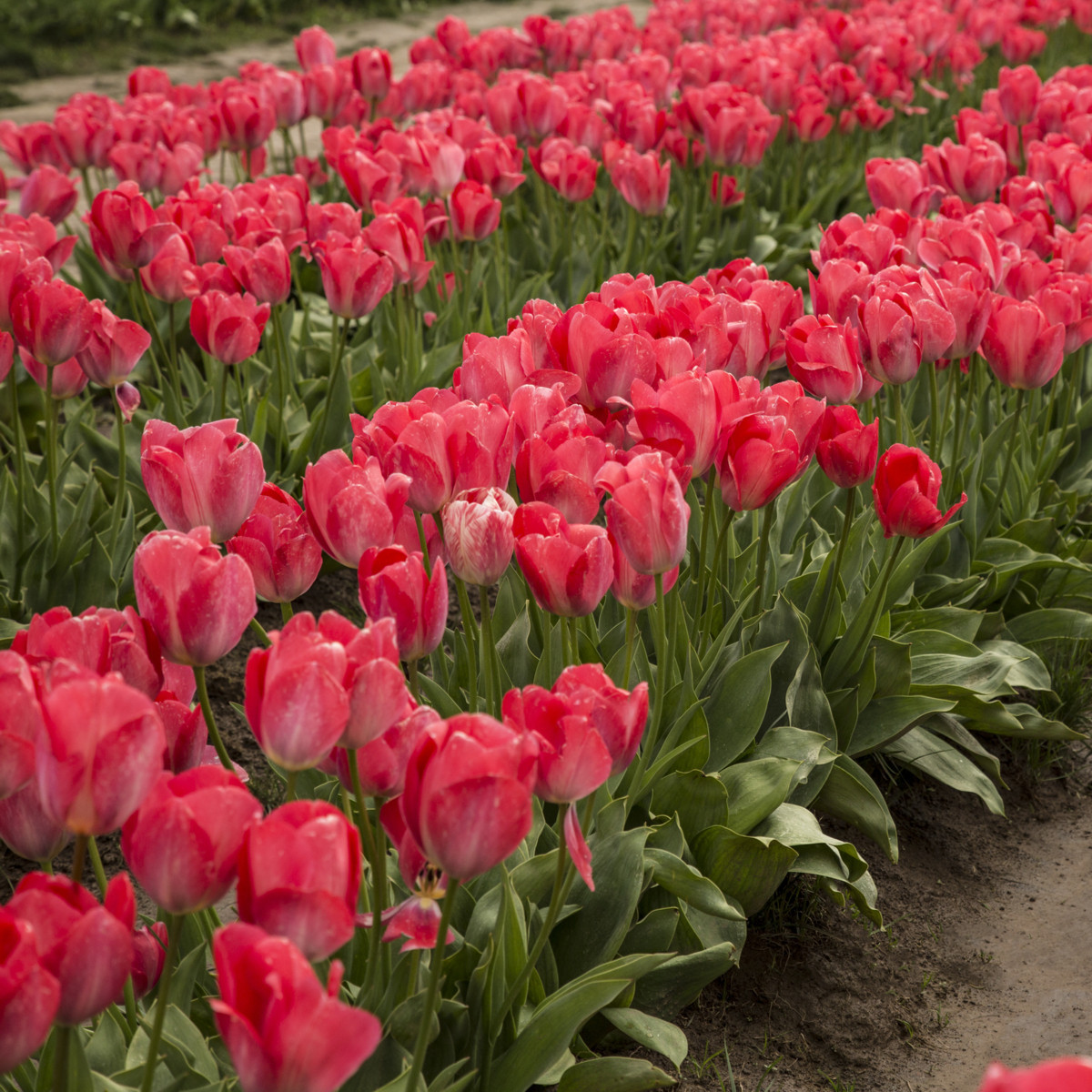 Tulipán Judith Leyster - Tulipa - cibuloviny - 3 ks