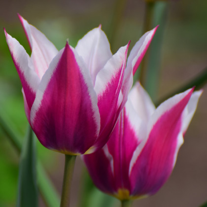 Tulipán Claudia - Tulipa - cibuloviny - 3 ks
