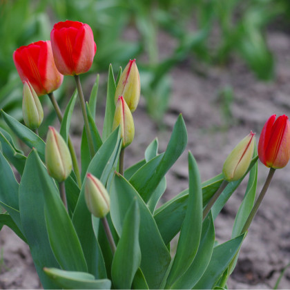 Tulipán Blood red - Tulipa - cibuloviny - 3 ks