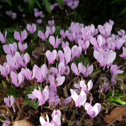 Brambořík břečťanolistý - Cyclamen Hederifolium - cibuloviny - 1 ks