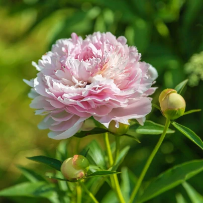 Pivoňka Amabilis - Paeonia lactiflora - cibuloviny - 1 ks