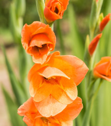 Mečík oranžový - Gladiolus - cibuloviny - 3 ks