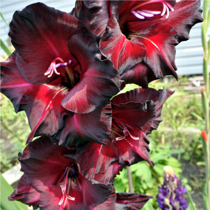 Mečík Black Star - Gladiolus - cibuloviny - 3 ks
