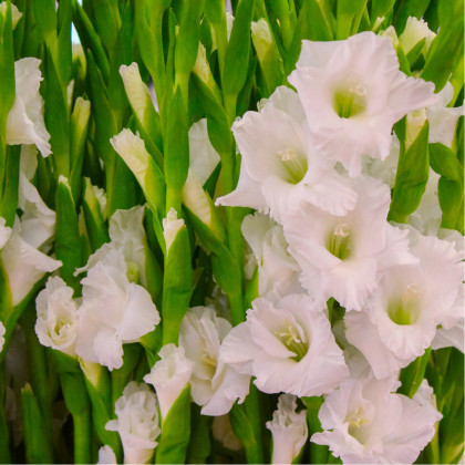 Mečík White Prosperity - Gladiolus - cibuloviny - 3 ks