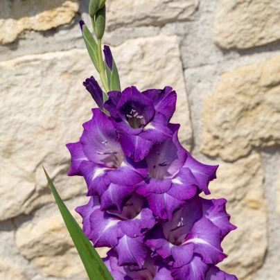 Mečík Blue Isle - Gladiolus - cibuloviny - 3 ks