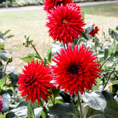 Jiřinka Pigmy červená - Dahlia - cibuloviny - 1 ks