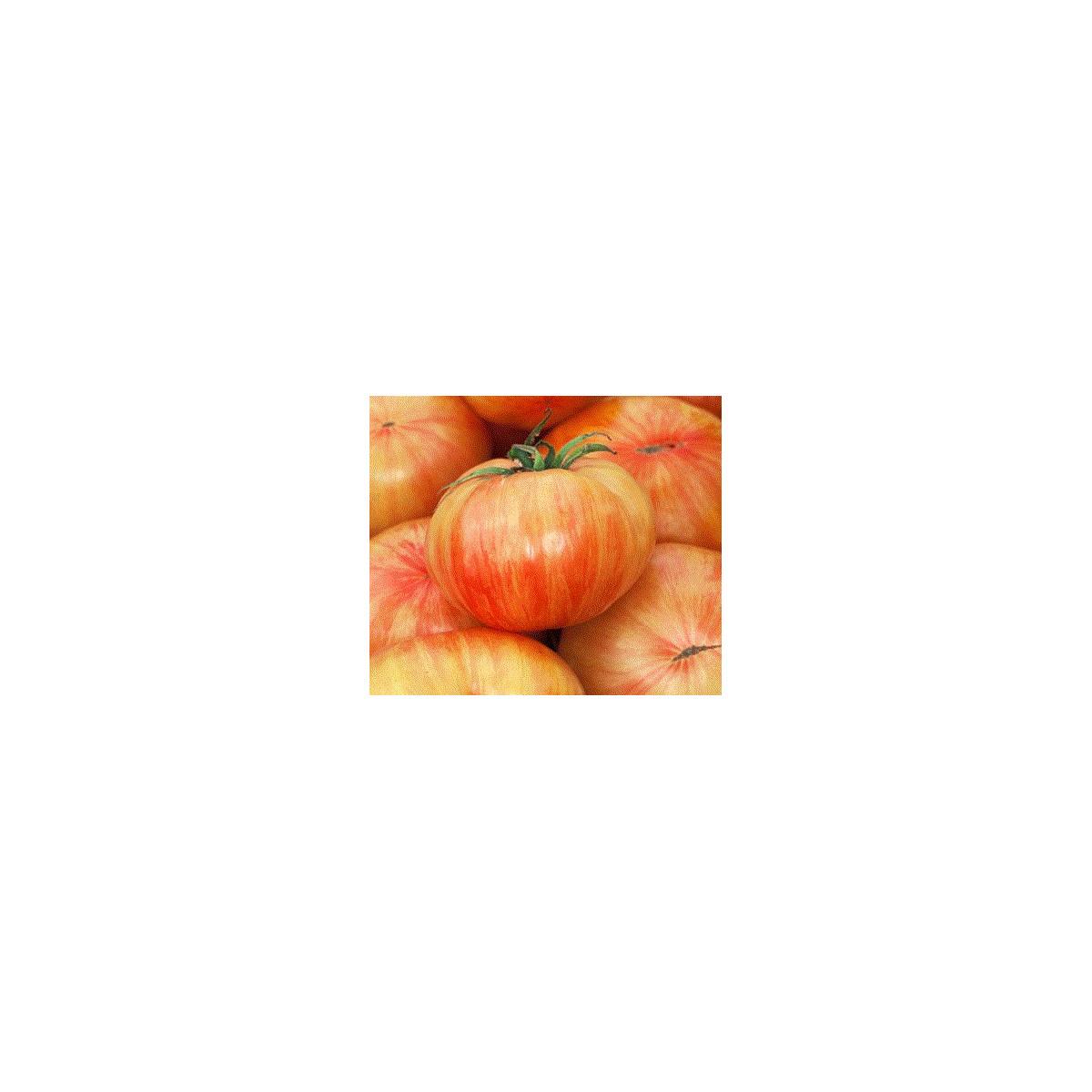 Rajče Copia - Solanum lycopersicum - semena - 7 ks