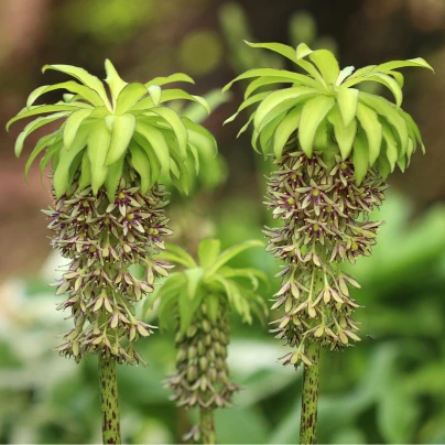 Chocholatice - Eucomis bicolor - cibuloviny - 1 ks