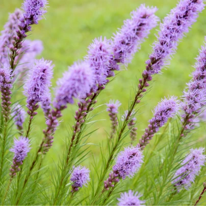 Šuškarda fialová - Liatris spicata - cibuloviny - 5 ks