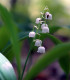 Konvalinka vonná růžová - Convallaria majalis - cibuloviny - 1 ks